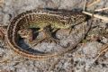 Lacerta agilis